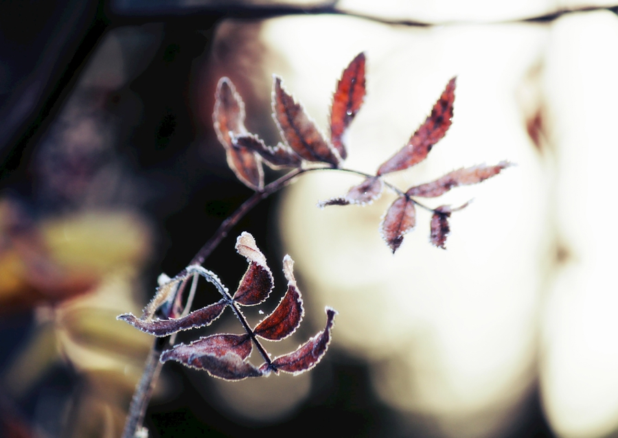 Odmrożone jesienne liście