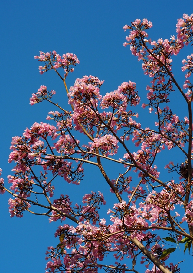 Beautiful pink flowers