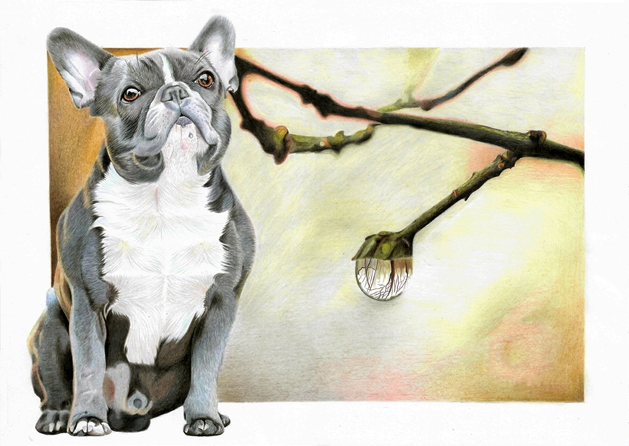 Francouzský buldoček