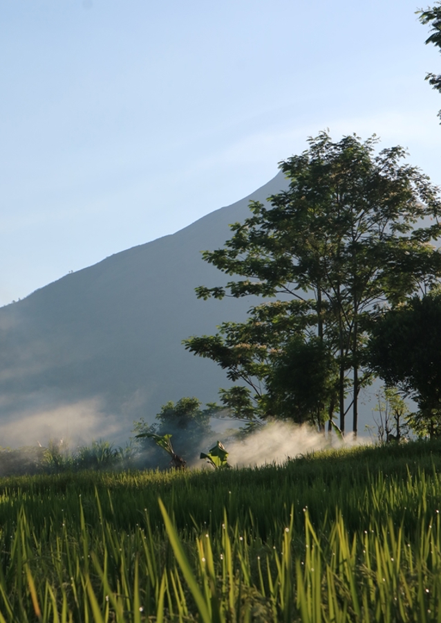 Vibrations matinales dans la nature
