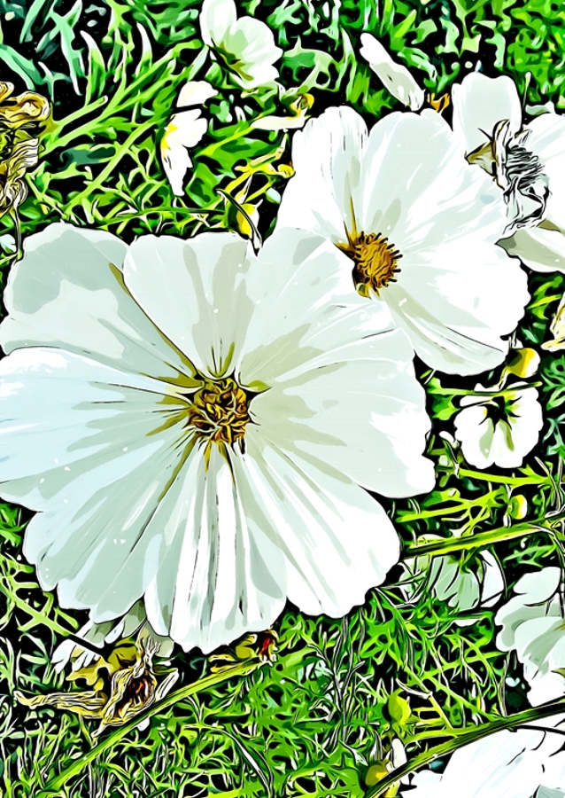 cosmos flowers