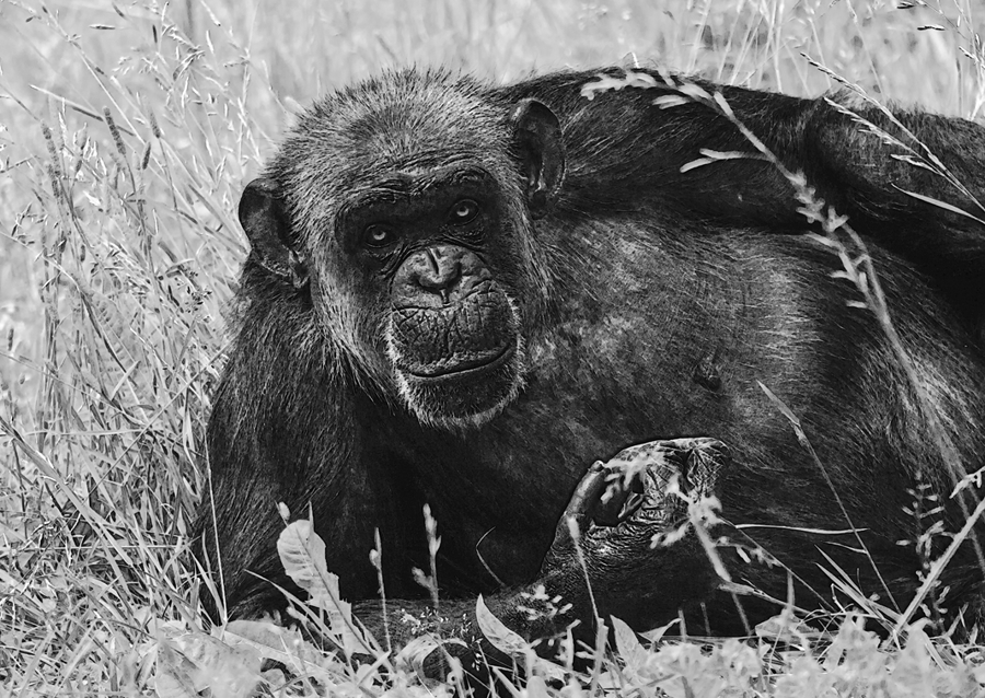 Female Chimpanzee Linda