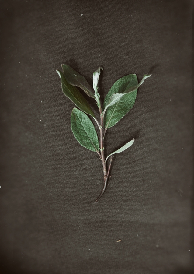 Herbarium - Plant on backgroun