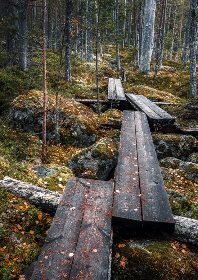 Cesta začarovaným lesem