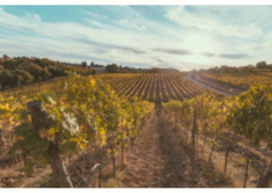Weinberge in der Toskana