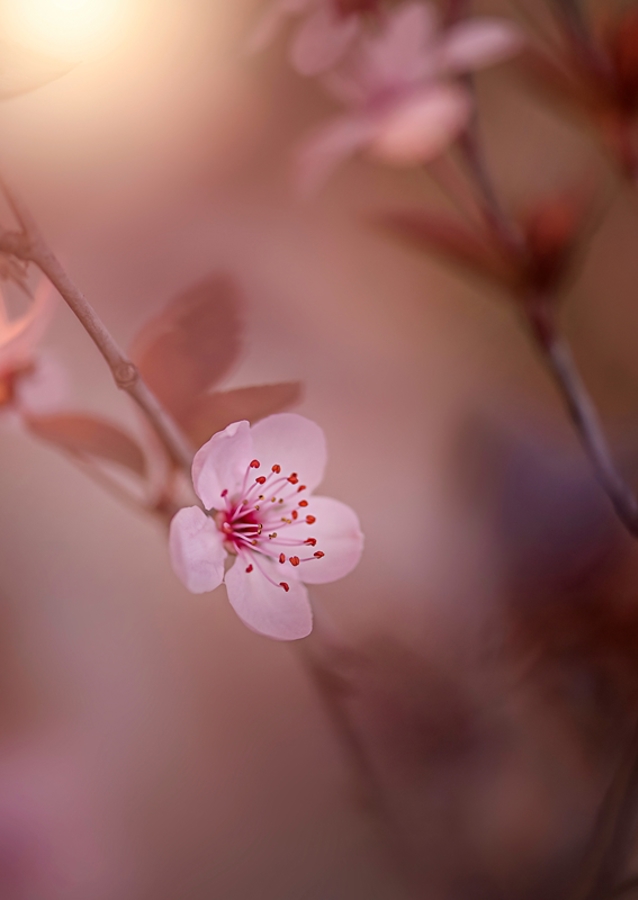 Kirsebærblomst i solnedgangen