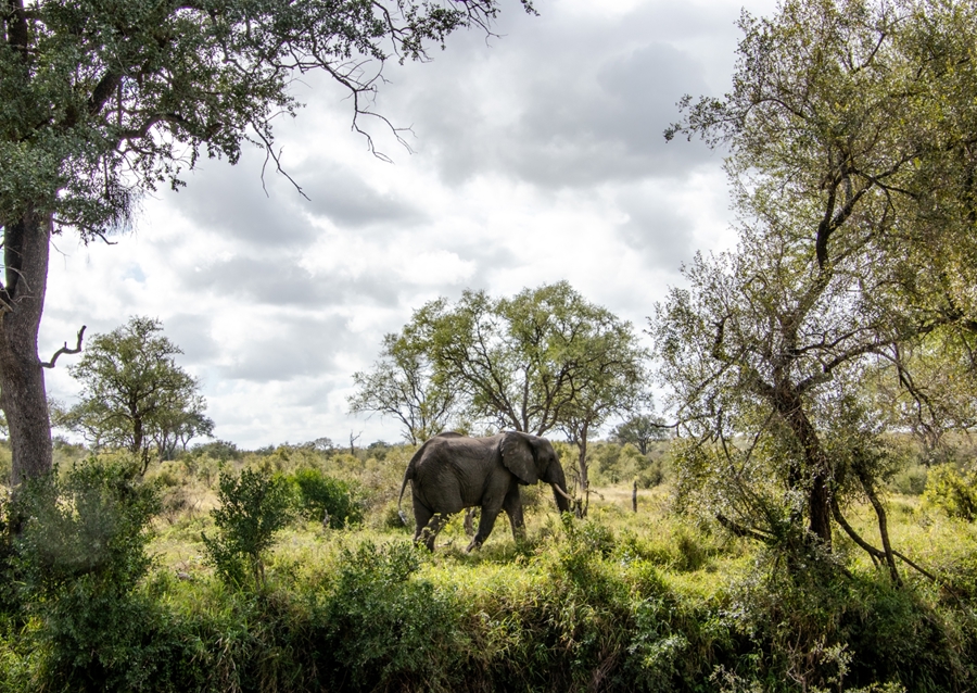 Éléphant solitaire 