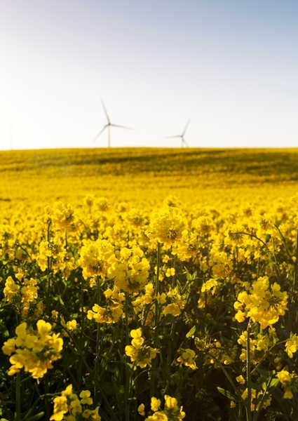 Poster: Campo de colza #1 - Kentaroo Tryman