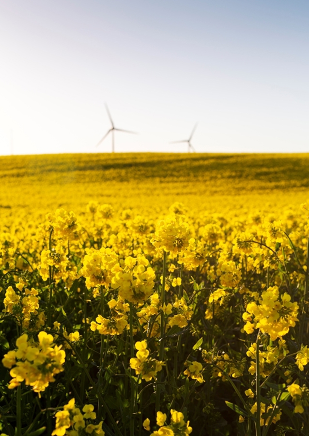 Campo de colza #1