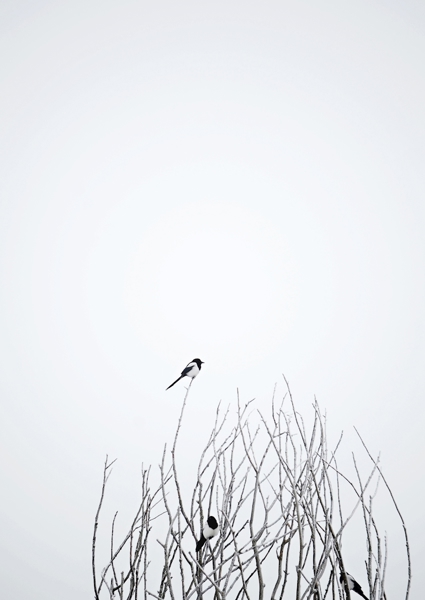 Poster: Au sommet du monde - Lo Varg