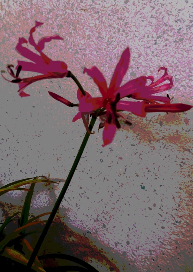 Fleur exotique avec fleur rose