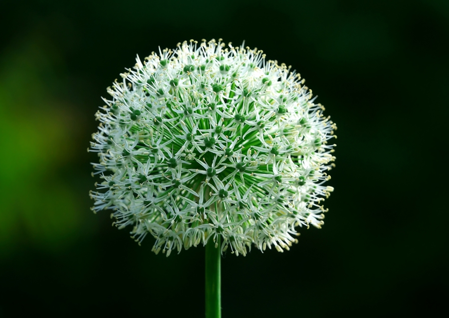Weißer Allium