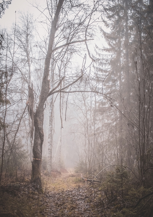 Misty forest