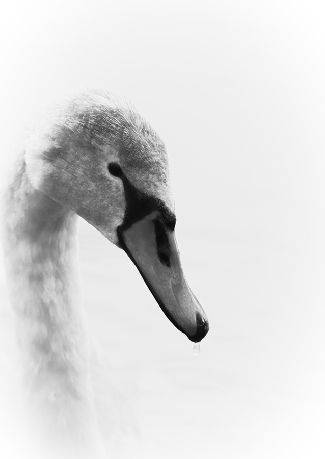 Cygne