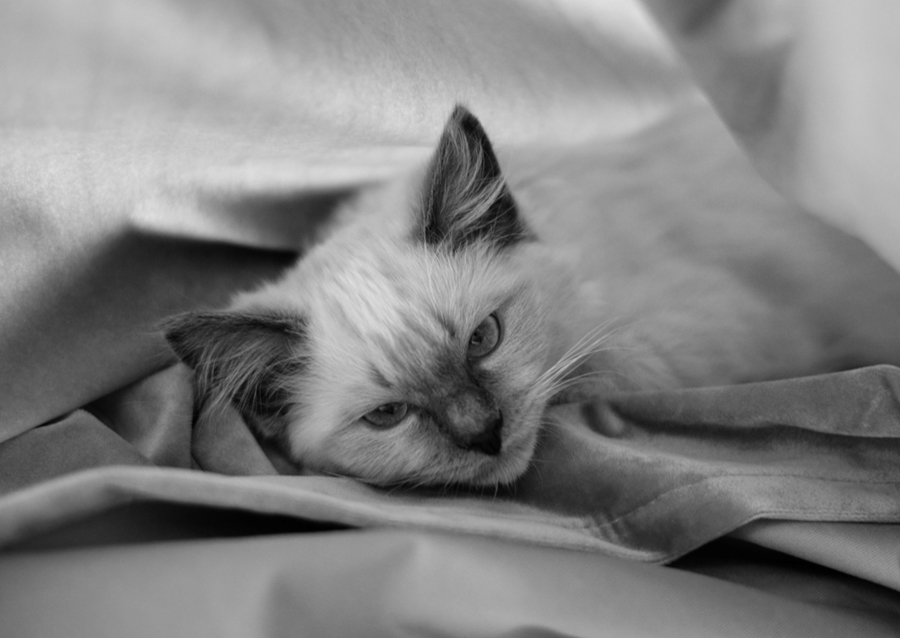 Chat (Ragdoll) noir et blanc