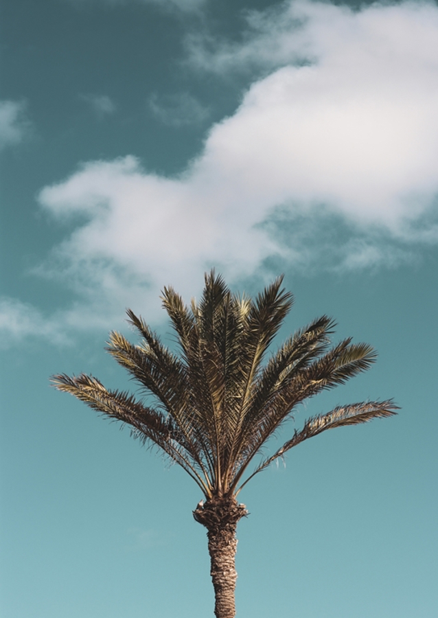Le palmier