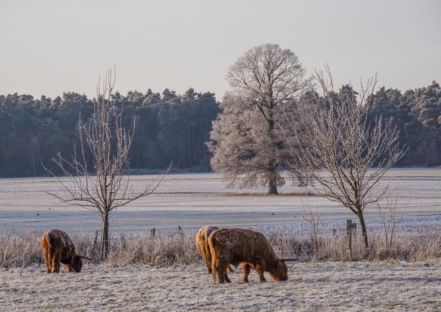 Kühe auf einer Weide im Winter