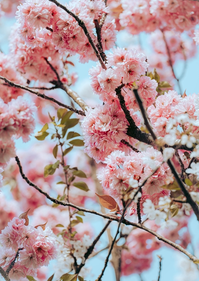 Vårblomning 3