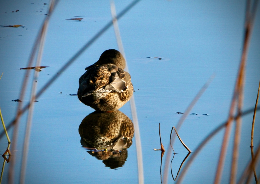 Kachna divoká v rákosí