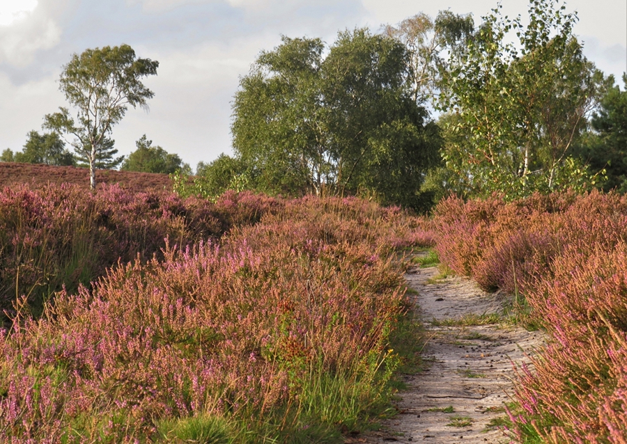 Vaellusreitti nummilla