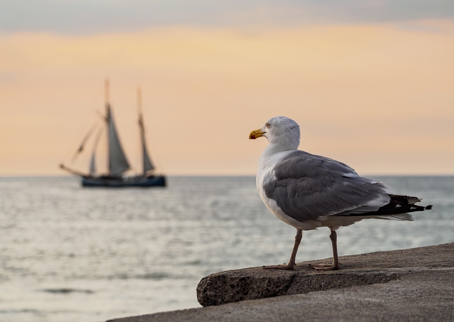 Sailing ship and seagull