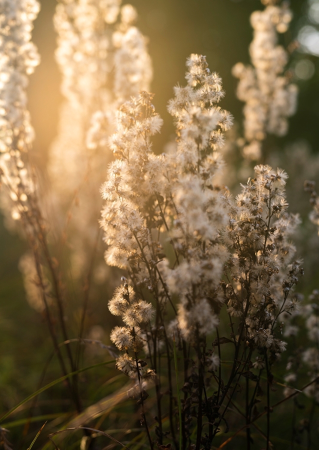 Uschlé květy ve večerním světle