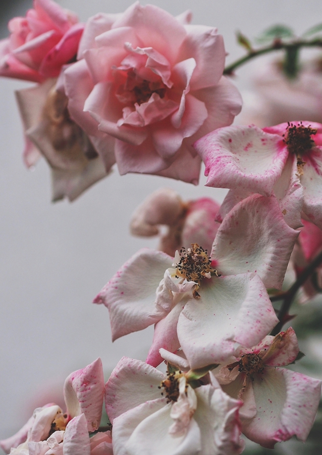 A Rose is a Rose is a...