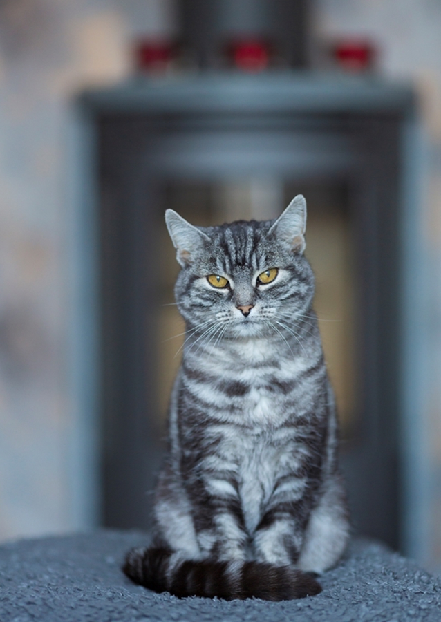 O Gatinho