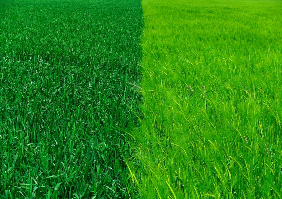 Dva odstíny zelené