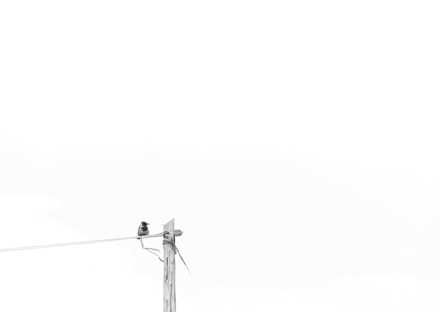 Vogel auf dem Drahtseil