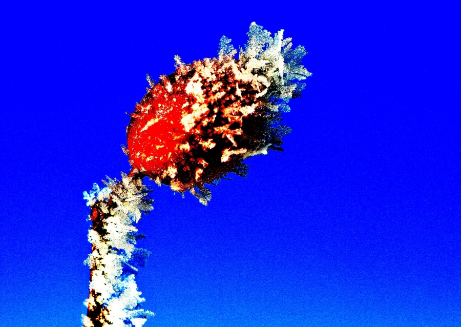 Frostige Hagebutte