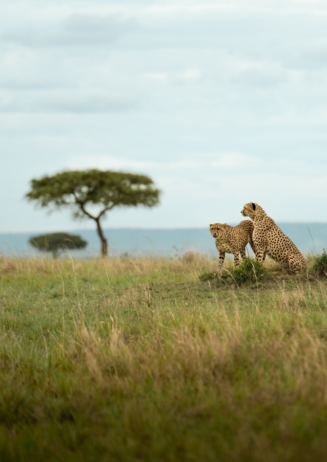 Massai Maras Geoparder