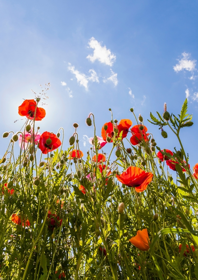 Klaprozen in een weiland