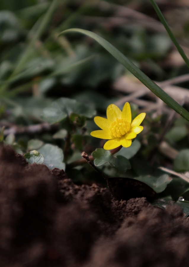 Mały żółty kwiat