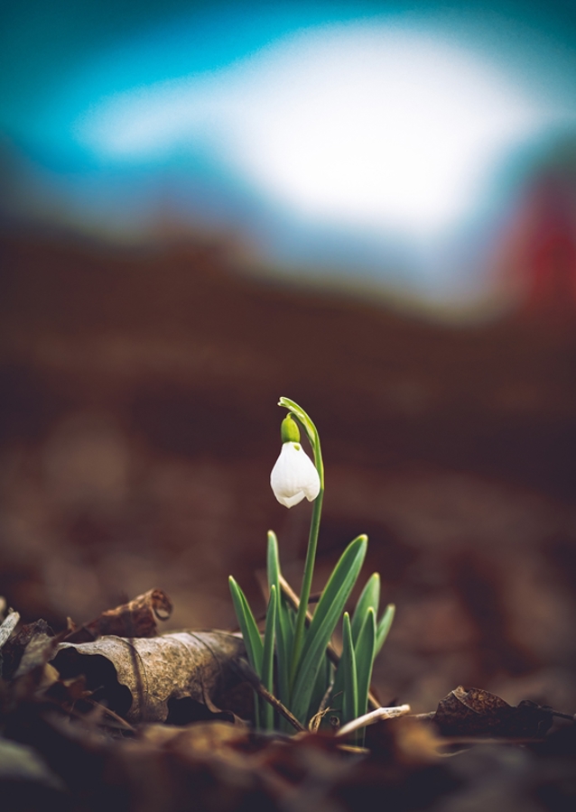 Primera flor de primavera, campanilla de invierno.