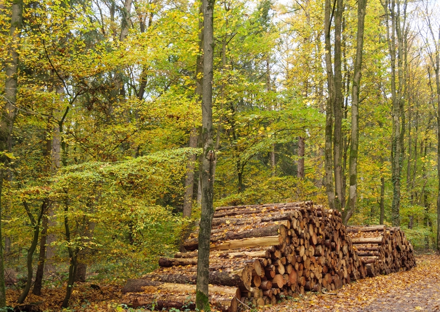 Holz im Herbstwald
