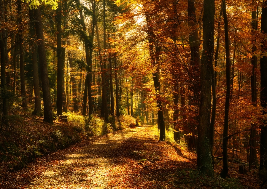 En stig i höstskogen