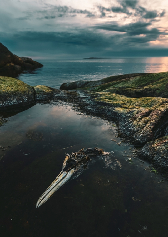 Zeetong aan zee in Smögen