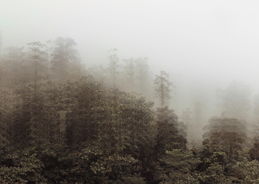 Jungle in the Mist
