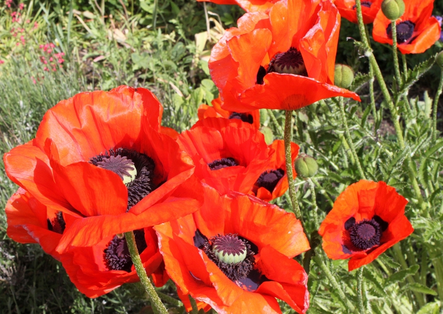 Blooming red poppy
