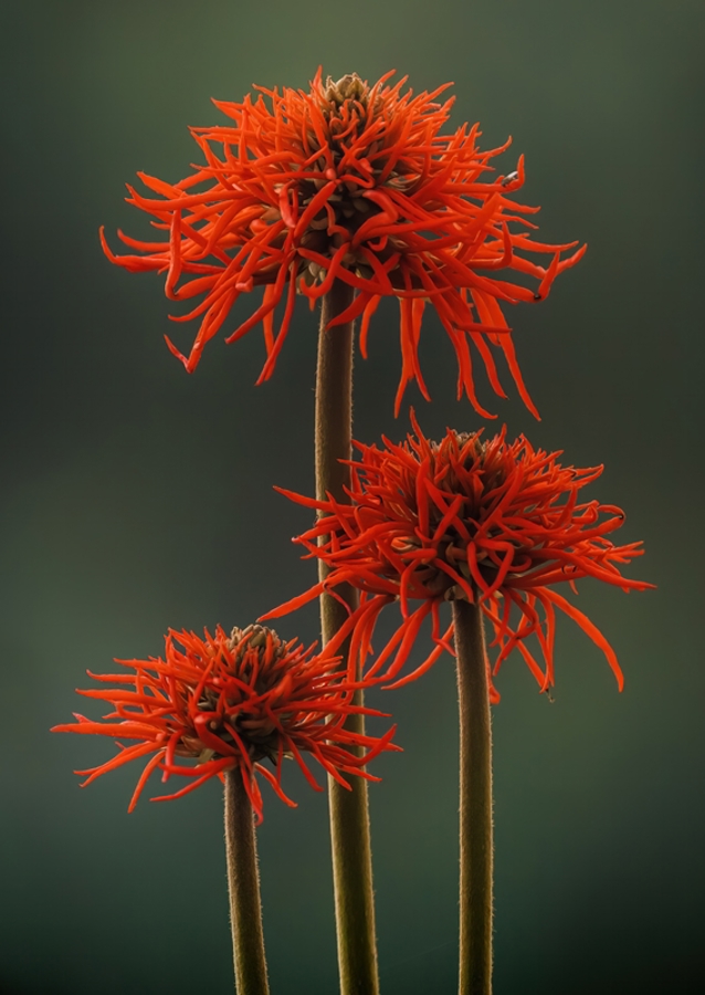The Red Flowers of Uganda