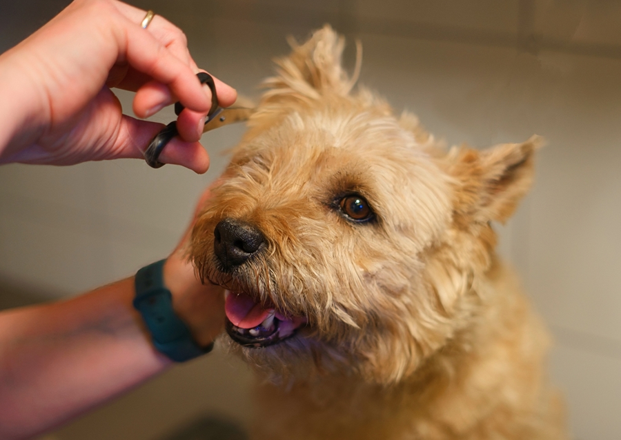 Dog at the hairdresser