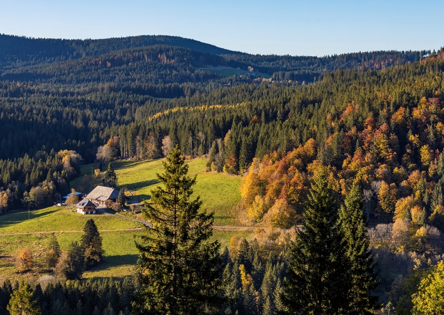 Black Forest in Germany