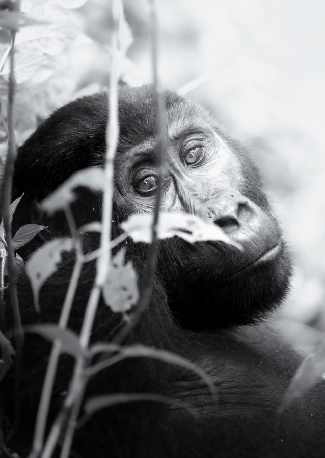 The Mountain Gorilla - 1