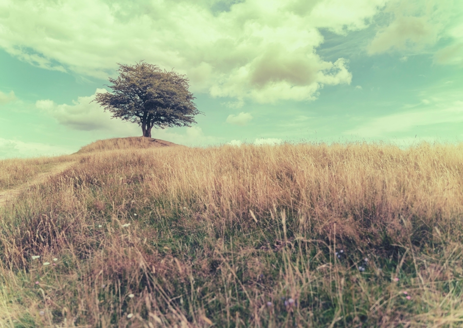 Det Ensamma Trädet 2