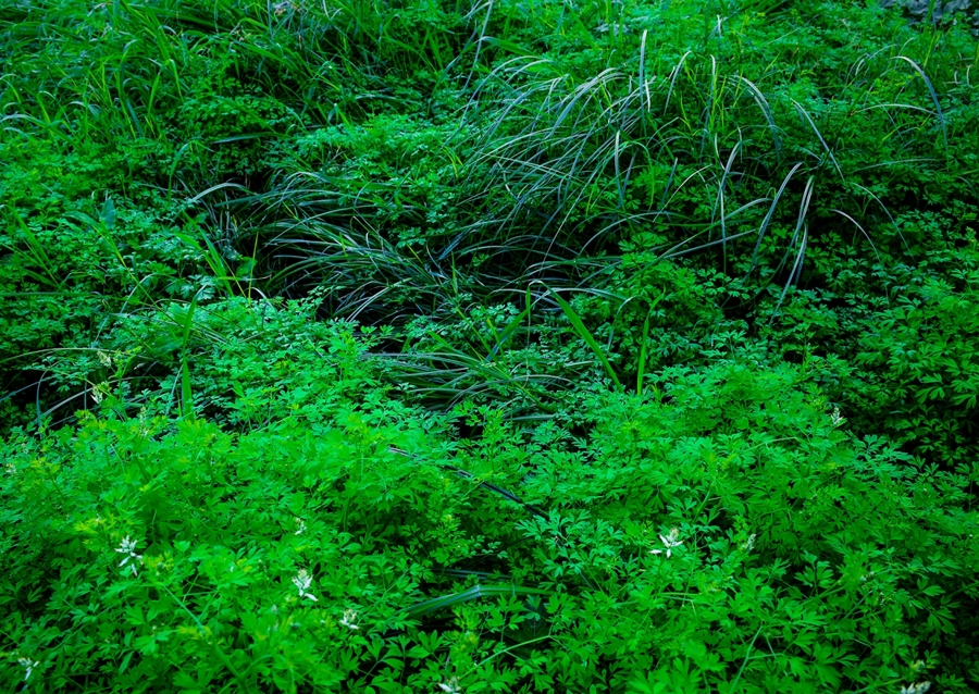 Vernachlässigter/natürlicher Garten