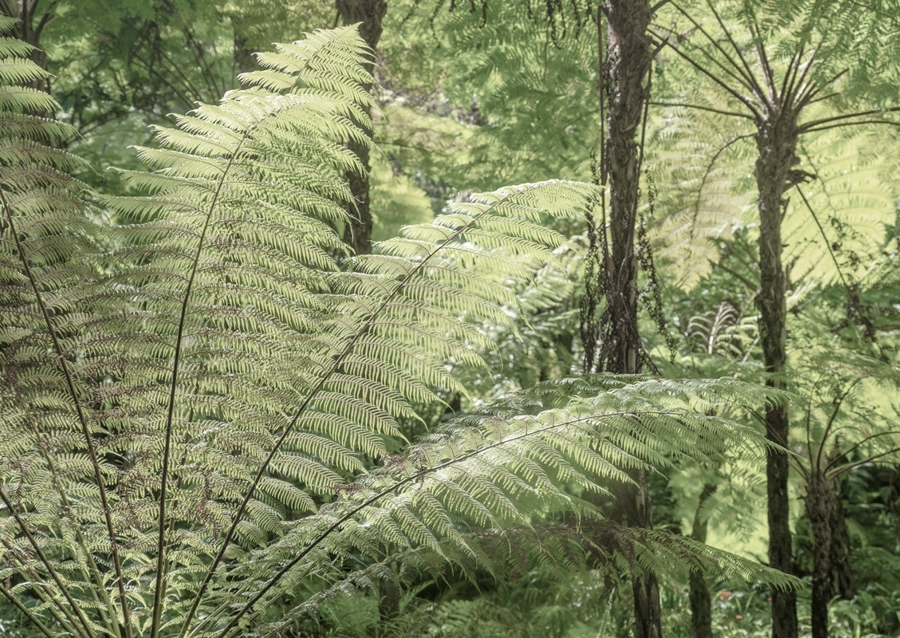 Riesenfarne in Monserrate 