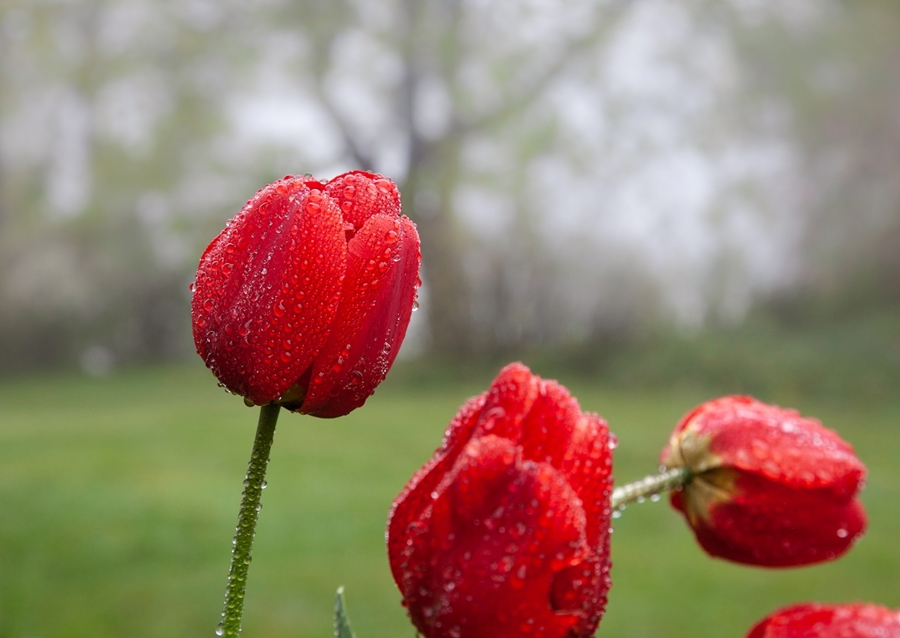 Blomster og vanddråber