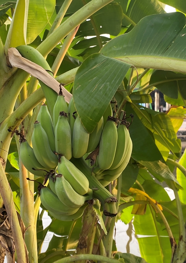 Banantre i Chiang Mai
