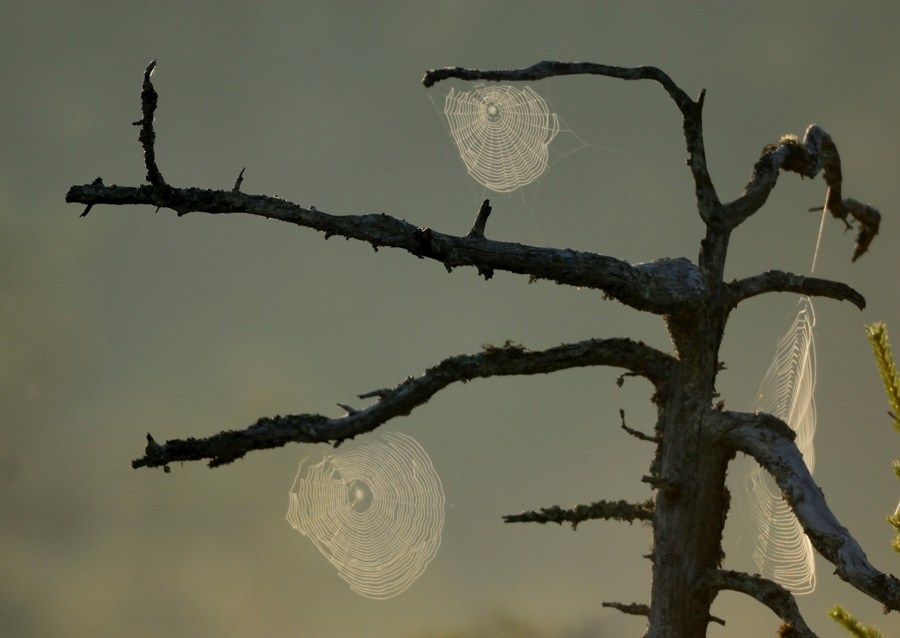 Dawn on the mire
